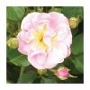 Lakeland | Climbing Rose