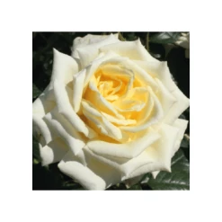 Diamond Days | Hybrid Tea Rose