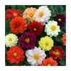 Dahlia 'Figaro' Mix | 20 Pack | Garden Ready Bedding
