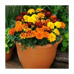 Marigold 'French Durango' Mix | 20 Pack | Garden Ready Bedding