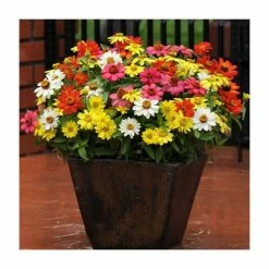 Zinnia 'Zahara' Mix | 20 Pack | Garden Ready Bedding