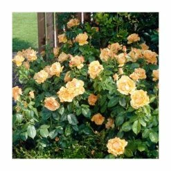 Yellow Plants Store -Yellow Plants Store PL925444 add image 1 9f0b