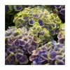 Hydrangea Magical Amethyst 'Blue' | 5L Pot