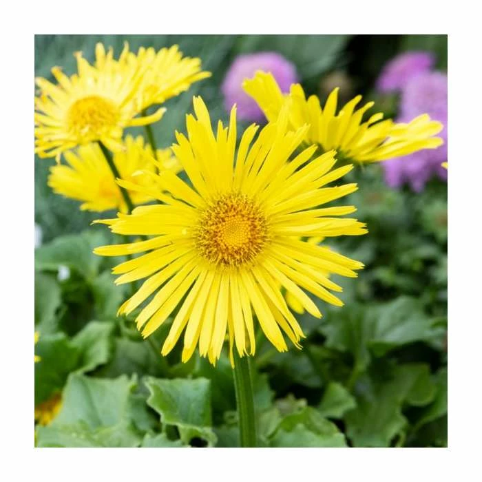 Doronicum 'Little Leo' | 13cm Pot 1 Doronicum 'Little Leo' | 13cm Pot