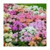 Lewisia cotyledon 'Elise' Mix | 3 x 10.5cm Pots