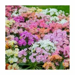 Lewisia cotyledon 'Elise' Mix | 3 x 10.5cm Pots