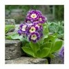 Primula x pubescens | Garden Auricula | 10.5cm Pot