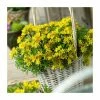Sedum selskianum | Amur Stonecrop | 10.5cm Pot