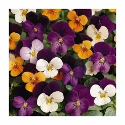 Viola 'Duet' Mix | 3 x 10.5cm Pots