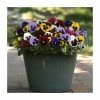 Viola 'Blotch' Mix | 3 x 10.5cm Pots