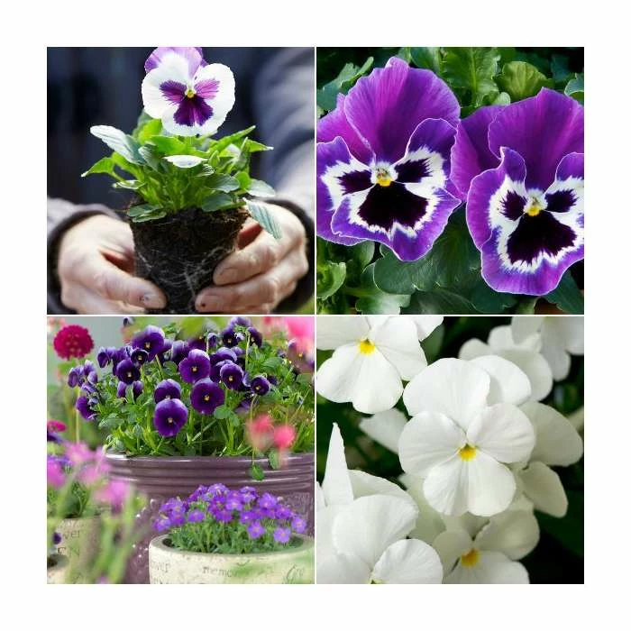 Viola 'Blueberry Pie' Mix | 3 x 10.5cm Pots 1 Viola 'Blueberry Pie' Mix | 3 x 10.5cm Pots