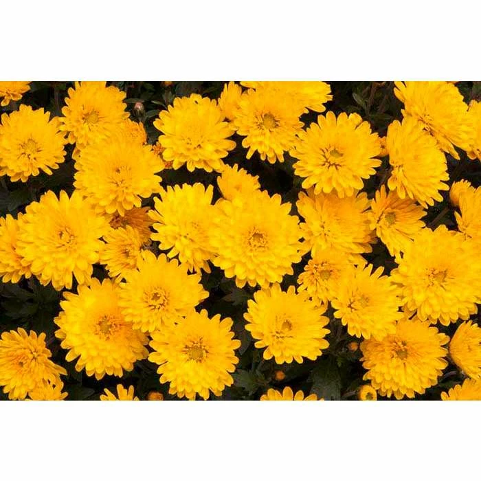 Chrysanthemum Belgian Garden Mums 'Isaura Yellow' | Bedding | Perennials | 5 x Large Plugs 1 Chrysanthemum Belgian Garden Mums 'Isaura Yellow' | Bedding | Perennials | 5 x Large Plugs