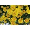 Chrysanthemum Belgian Garden Mums 'Samini Yellow' | Bedding | 5 x Large Plugs