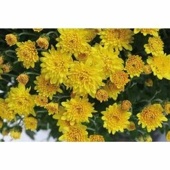Chrysanthemum Belgian Garden Mums 'Samini Yellow' | Bedding | 5 x Large Plugs