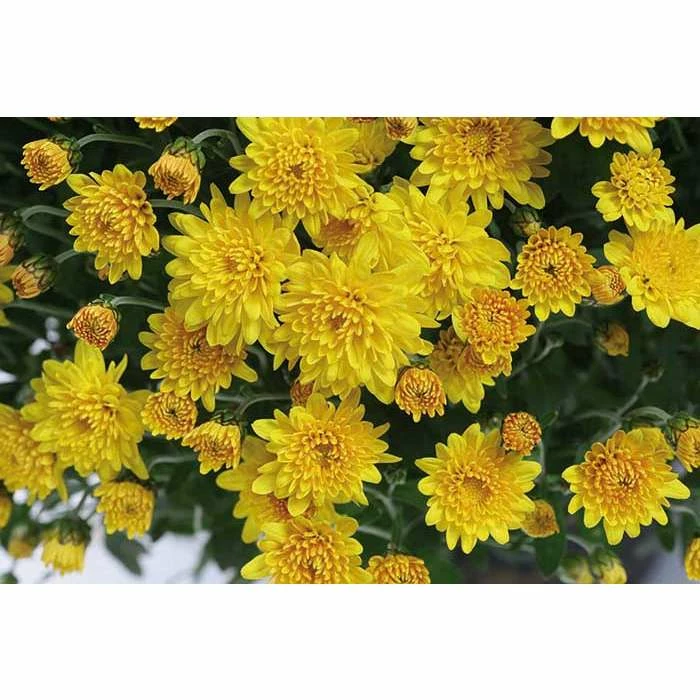 Chrysanthemum Belgian Garden Mums 'Samini Yellow' | Bedding | 5 x Large Plugs 1 Chrysanthemum Belgian Garden Mums 'Samini Yellow' | Bedding | 5 x Large Plugs