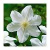 50-90cm Clematis 'Marie Boisselot' | 3L Pot