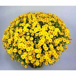 Chrysanthemum Bran Series 'Branqueen Yellow' | Bedding | 5 x Large Plugs