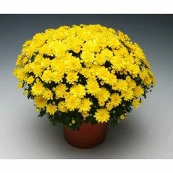 Chrysanthemum Bran Series 'Branmaya' | Bedding | Perennials | 5 x Large Plugs