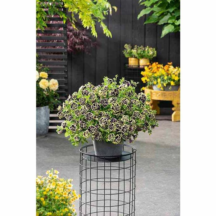 Petunia Mystical® 'Midnight Gold' | Bedding | 5 x Large Plugs 1 Petunia Mystical® 'Midnight Gold' | Bedding | 5 x Large Plugs