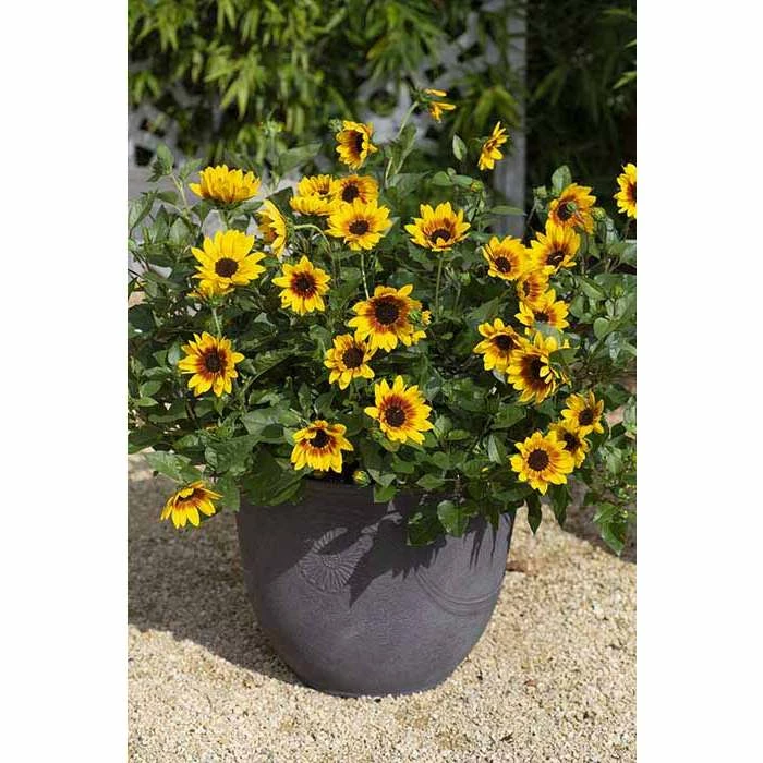 Helianthus Sunbelievable 'Brown Eyed Girl' | Bedding | 5 x Large Plugs 2 Helianthus Sunbelievable 'Brown Eyed Girl' | Bedding | 5 x Large Plugs - Image 2