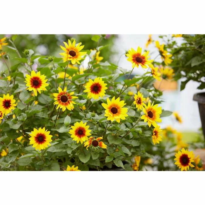 Helianthus Sunbelievable 'Brown Eyed Girl' | Bedding | 5 x Large Plugs 1 Helianthus Sunbelievable 'Brown Eyed Girl' | Bedding | 5 x Large Plugs