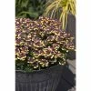 Nemesia Scented 'Rhubarb and Custard' | Bedding | 5 x Large Plugs