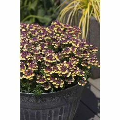 Nemesia Scented 'Rhubarb and Custard' | Bedding | 5 x Large Plugs