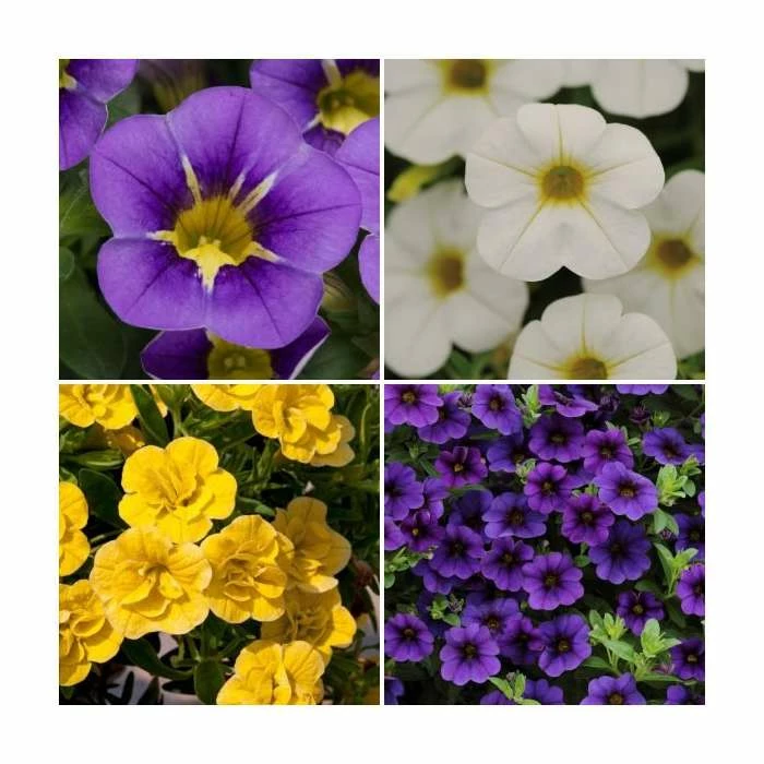 60 x Jumbo Plugs | Colourful Calibrachoa Collection | Hand-Picked By Experts 1 60 x Jumbo Plugs | Colourful Calibrachoa Collection | Hand-Picked By Experts
