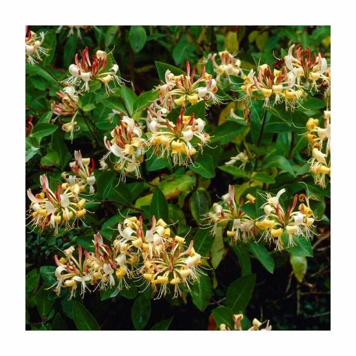 50-90cm Lonicera Henryi 'Copper Beauty' | 3L Pot 1 50-90cm Lonicera Henryi 'Copper Beauty' | 3L Pot