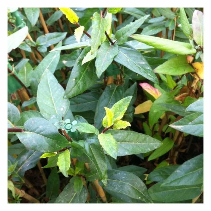 50-90cm 3ft Horwood Gem Japanese Honeysuckle Plant | 3L Pot | Lonicera Horwood Gem 1 50-90cm 3ft Horwood Gem Japanese Honeysuckle Plant | 3L Pot | Lonicera Horwood Gem