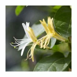 50-90cm Lonicera Japonica 'Hall's Prolific' | 3L Pot 5 50-90cm Lonicera Japonica 'Hall's Prolific' | 3L Pot -Yellow Plants Store PL9456 add image 1 30a5