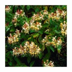 Evergreen Climbing Plant Collection | 3 x 3L Pots -Yellow Plants Store PL9538 add image 4 caed