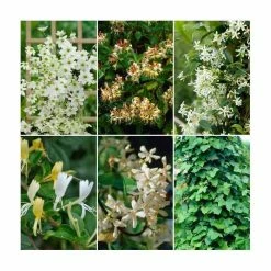 Evergreen Climbing Plant Collection | 3 x 3L Pots