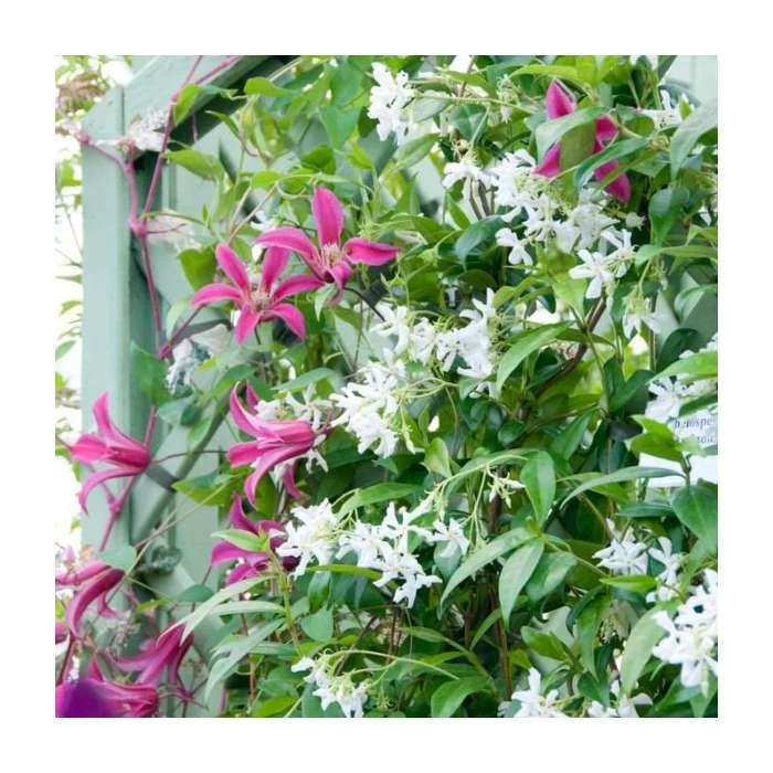 Scented Climbing Plant Collection | Jasmine and Honeysuckle Mix | 3 x 3L Pots 2 Scented Climbing Plant Collection | Jasmine and Honeysuckle Mix | 3 x 3L Pots - Image 2