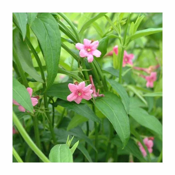 Scented Climbing Plant Collection | Jasmine and Honeysuckle Mix | 3 x 3L Pots 3 Scented Climbing Plant Collection | Jasmine and Honeysuckle Mix | 3 x 3L Pots - Image 3