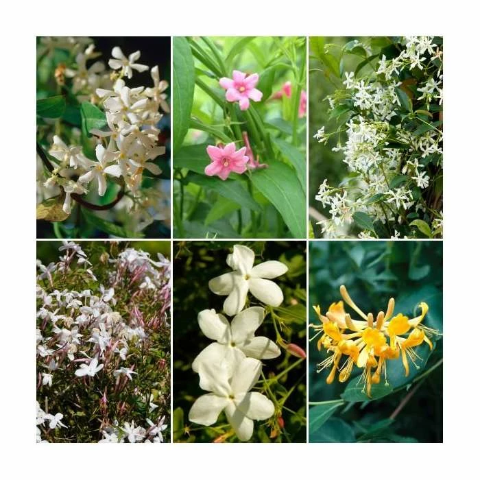 Scented Climbing Plant Collection | Jasmine and Honeysuckle Mix | 3 x 3L Pots 1 Scented Climbing Plant Collection | Jasmine and Honeysuckle Mix | 3 x 3L Pots