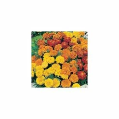 Marigold French 'Dwarf Double' Mixed Seeds | Tagetes Patula | By Mr Fothergills