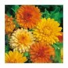 Calendula 'Art Shades' Seeds | By Mr Fothergills