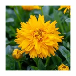 Coreopsis grandiflora 'Double The Sun' | 10.5cm Pot