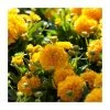 Coreopsis grandiflora 'Golden Sphere' | 10.5cm Pot