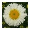 Shasta Daisy | Leucanthemum superbum 'Real Galaxy' | 3L Pot