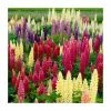 Lupin Gallery Mixed | 3 x 2L Pots