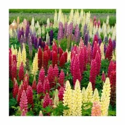 Lupin Gallery Mixed | 3 x 2L Pots
