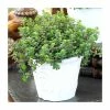 Sedum Makinoi | 10.5cm Pot