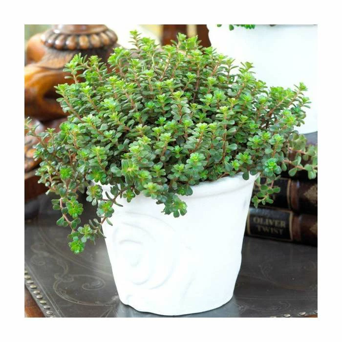 Sedum Makinoi | 10.5cm Pot 1 Sedum Makinoi | 10.5cm Pot