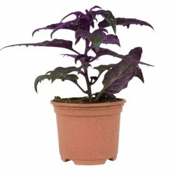 Gynura aurantiaca 'Purple Passion' | Velvet Plant | 9cm Pot -Yellow Plants Store PL99774 1 70ac