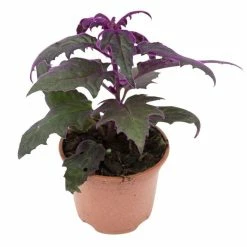 Gynura aurantiaca 'Purple Passion' | Velvet Plant | 9cm Pot -Yellow Plants Store PL99774 image2 eef8