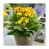 Primula Oak Leaf Yellow Picotee | 1.5 Litre Pot