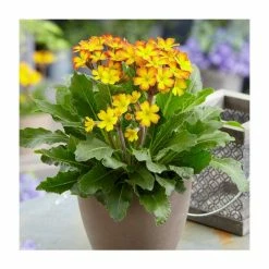 Primula Oak Leaf Yellow Picotee | 1.5 Litre Pot