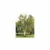 Betula papyrifera | Paper Birch Tree | 9L Pot | 120-150cm